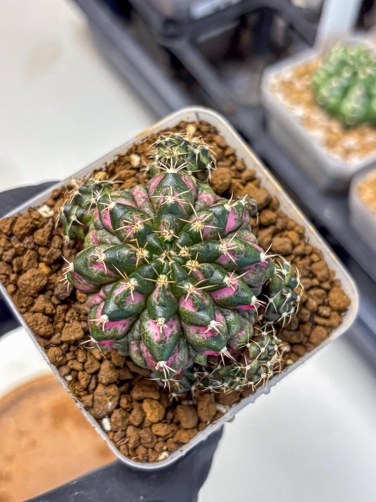 Gymnocalycium Larissa (gy18) (4) | Collector’s Edition