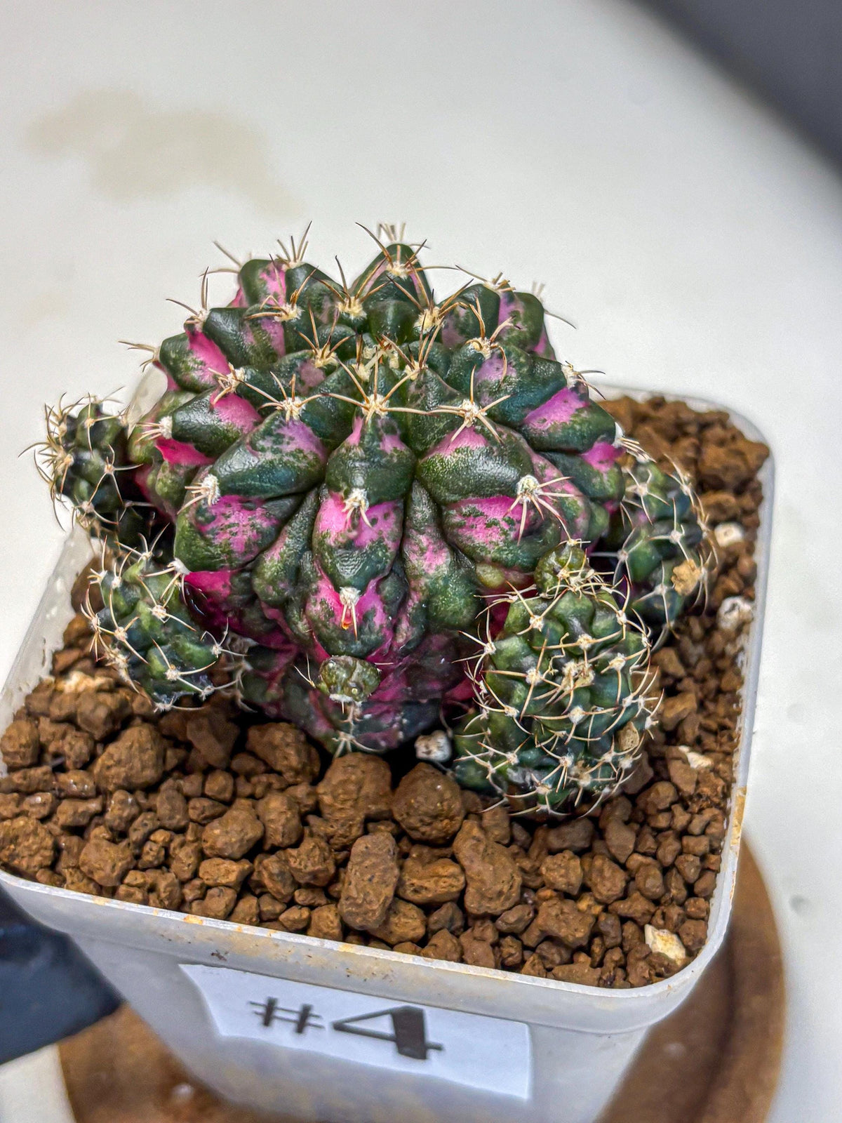 Gymnocalycium Larissa (gy18) (4) | Collector’s Edition