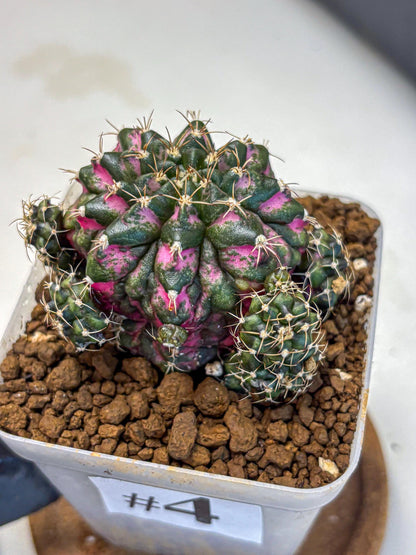 Gymnocalycium Larissa (gy18) (4) | Collector’s Edition
