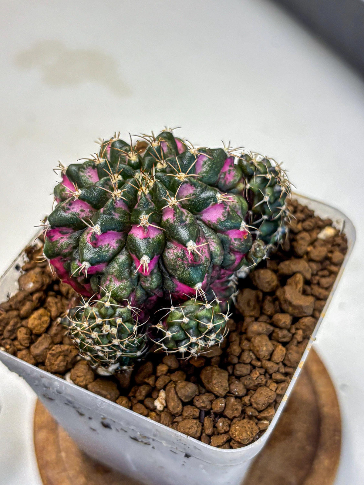 Gymnocalycium Larissa (gy18) (4) | Collector’s Edition