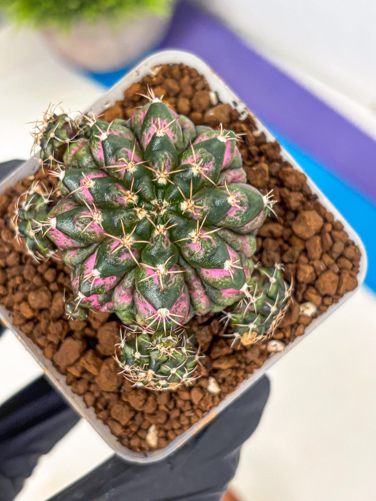 Gymnocalycium Larissa (gy18) (4) | Collector’s Edition
