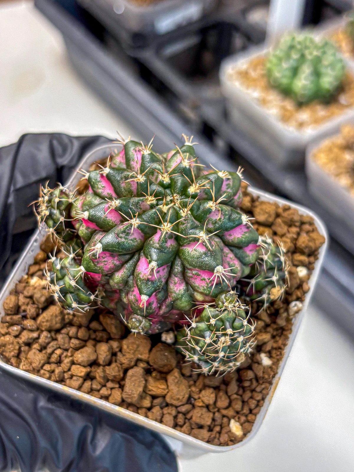 Gymnocalycium Larissa (gy18) (4) | Collector’s Edition