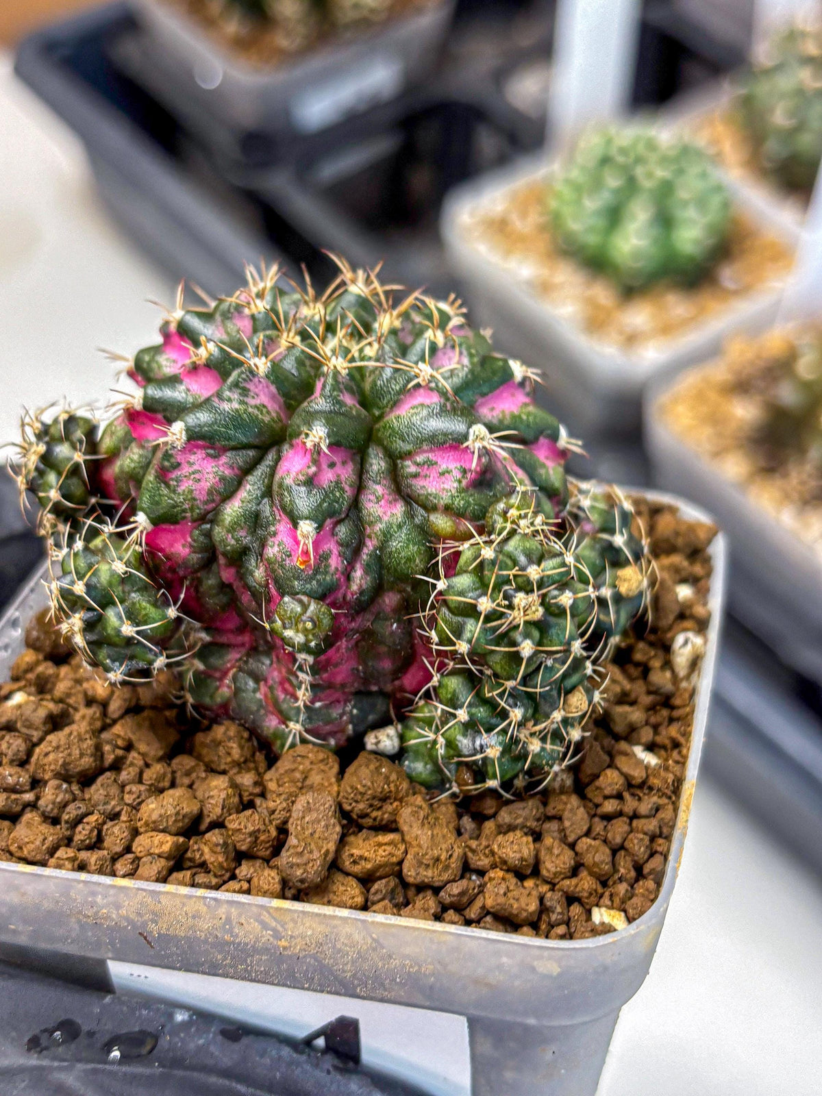 Gymnocalycium Larissa (gy18) (4) | Collector’s Edition