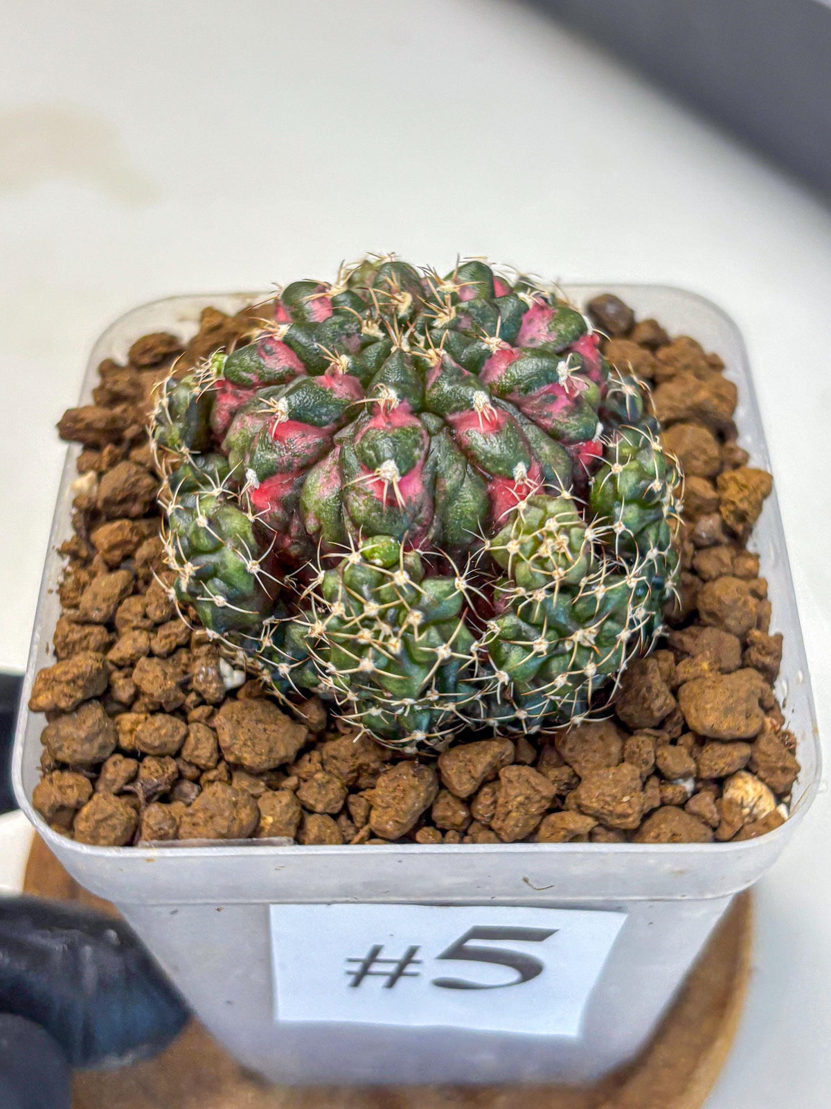 Gymnocalycium Larissa (gy18) (5) | Collector’s Edition
