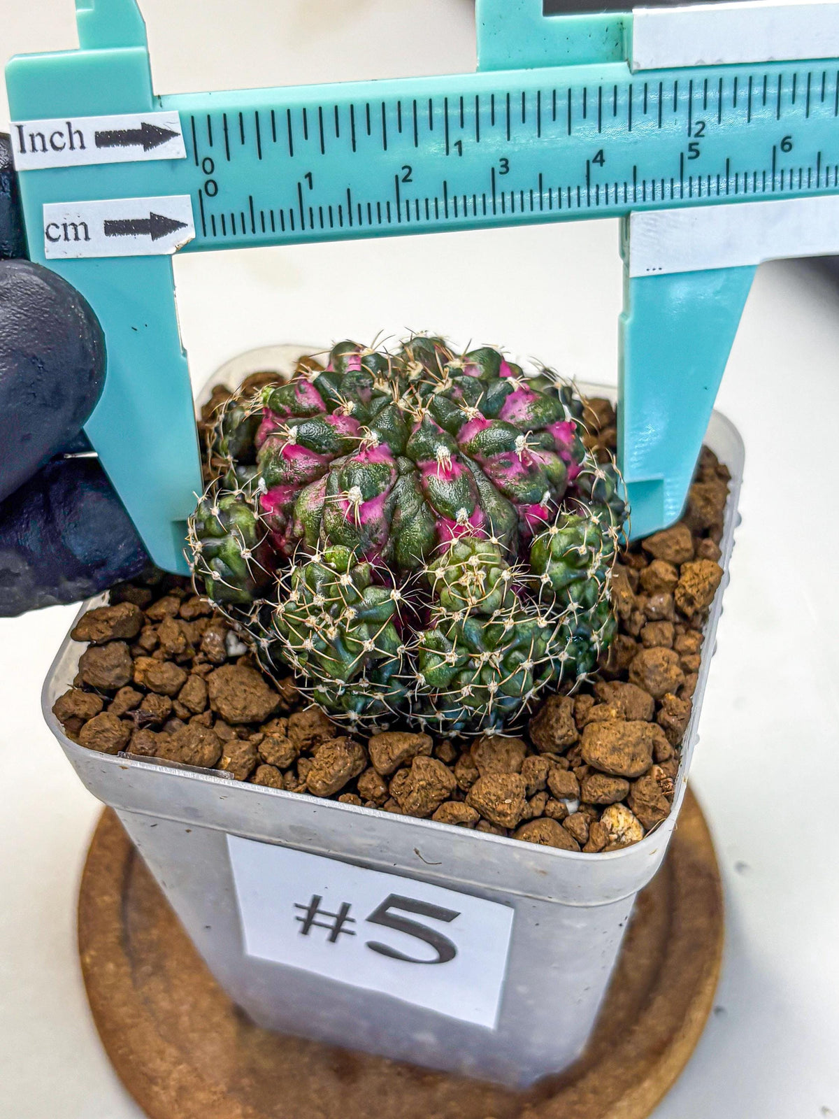 Gymnocalycium Larissa (gy18) (5) | Collector’s Edition
