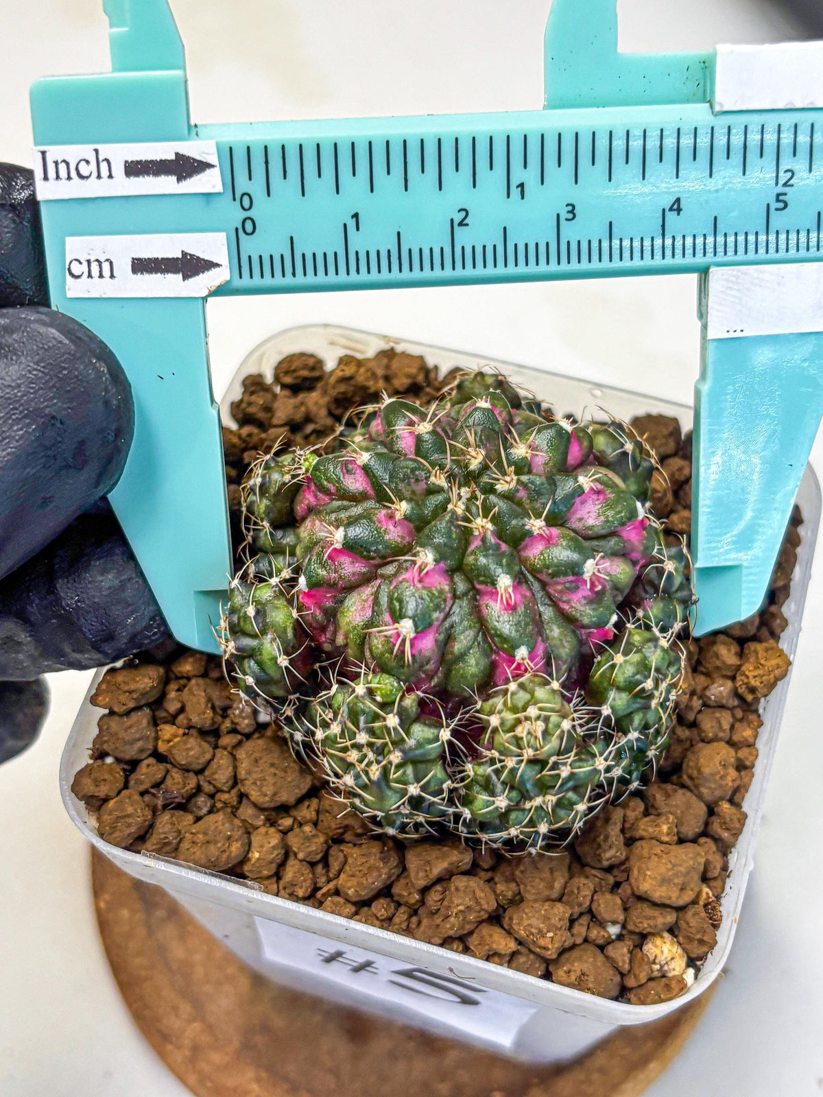 Gymnocalycium Larissa (gy18) (5) | Collector’s Edition
