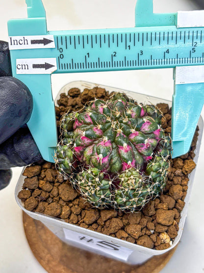 Gymnocalycium Larissa (gy18) (5) | Collector’s Edition