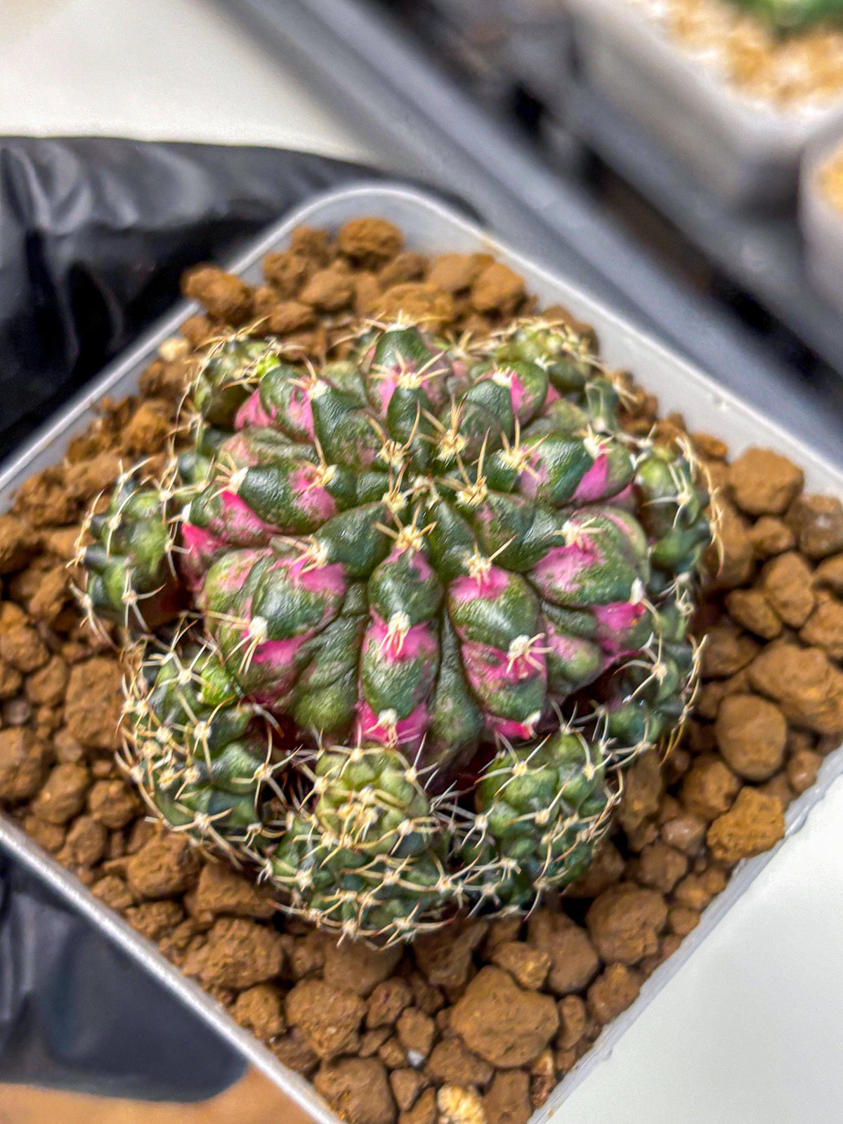 Gymnocalycium Larissa (gy18) (5) | Collector’s Edition