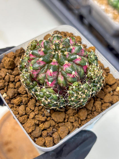 Gymnocalycium Larissa (gy18) (5) | Collector’s Edition