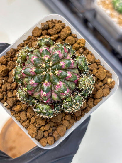 Gymnocalycium Larissa (gy18) (5) | Collector’s Edition