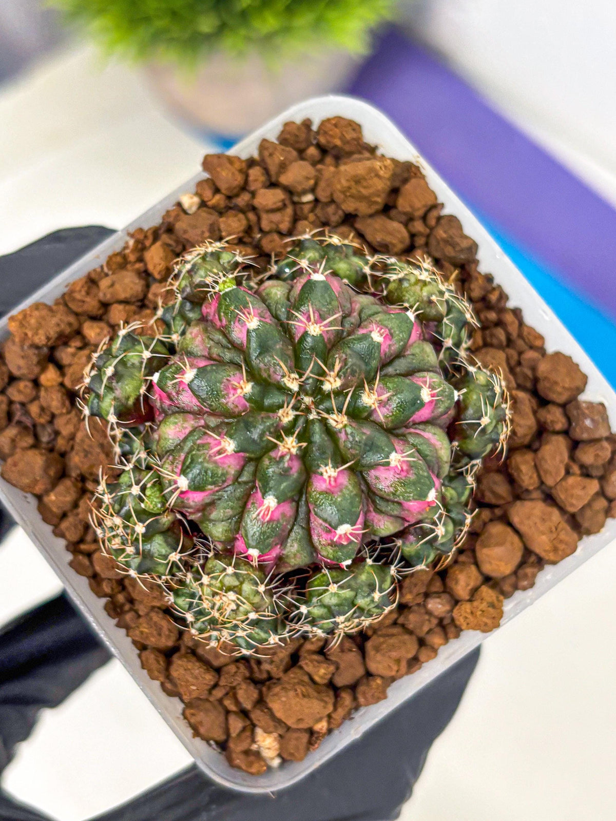 Gymnocalycium Larissa (gy18) (5) | Collector’s Edition