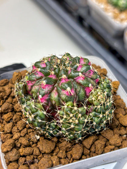Gymnocalycium Larissa (gy18) (5) | Collector’s Edition