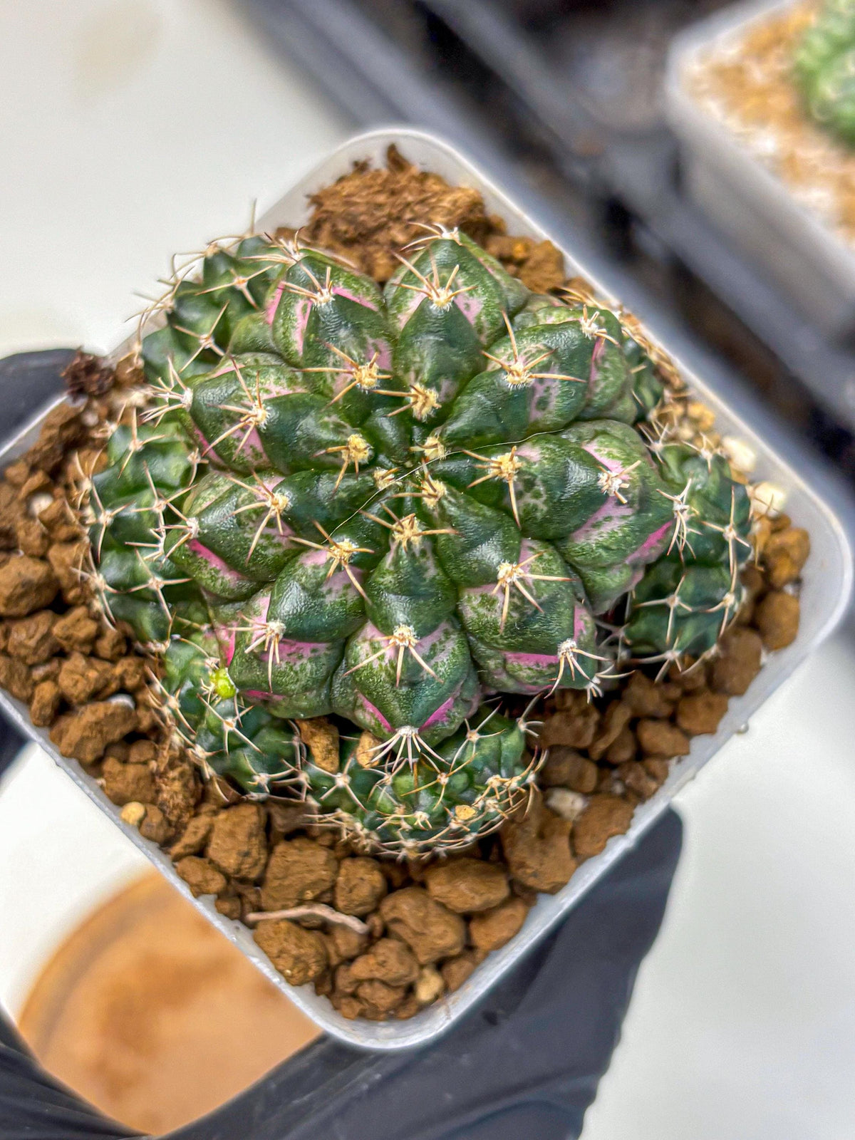Gymnocalycium Larissa (gy18) (6) | Collector’s Edition