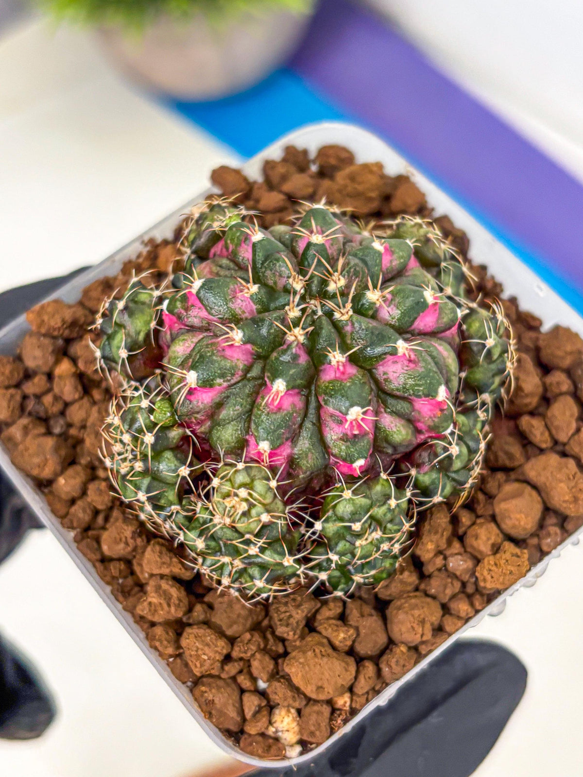 Gymnocalycium Larissa (gy18) (5) | Collector’s Edition