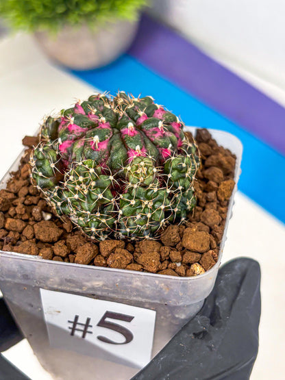 Gymnocalycium Larissa (gy18) (5) | Collector’s Edition
