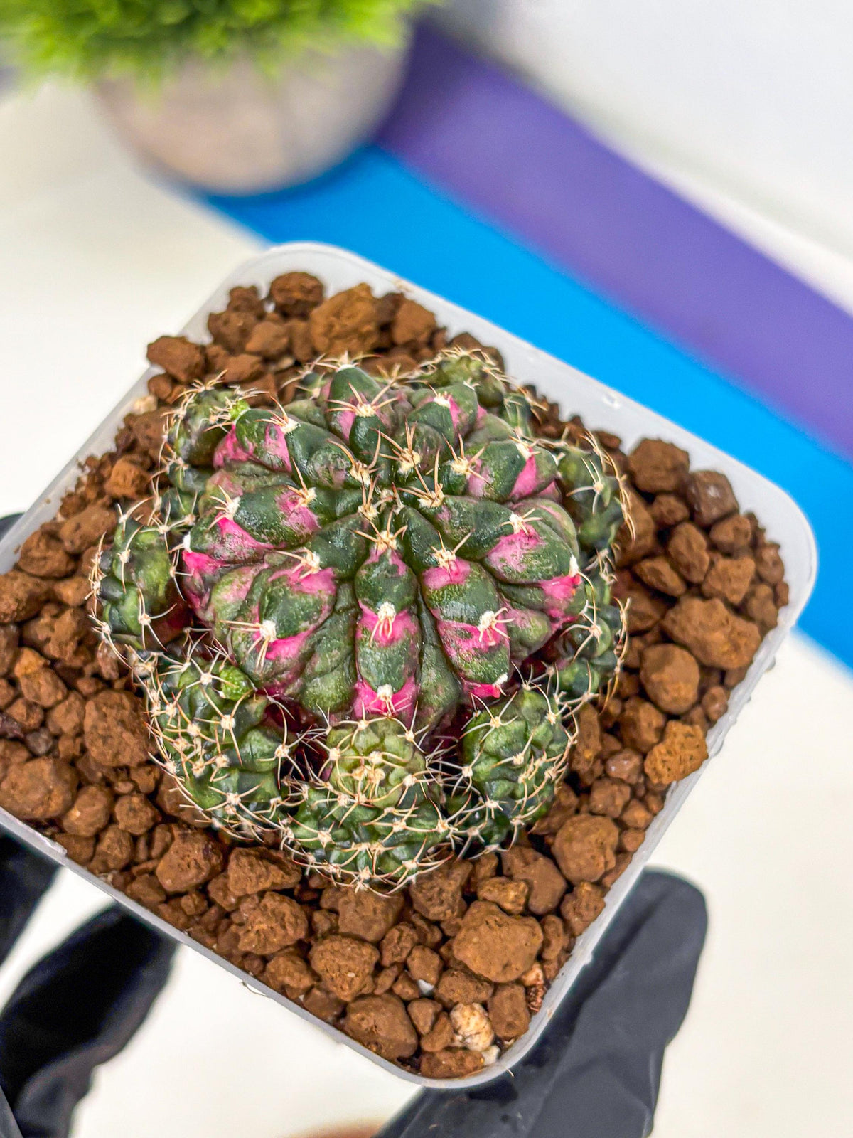 Gymnocalycium Larissa (gy18) (5) | Collector’s Edition