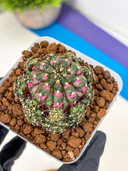 Gymnocalycium Larissa (gy18) (5) | Collector’s Edition