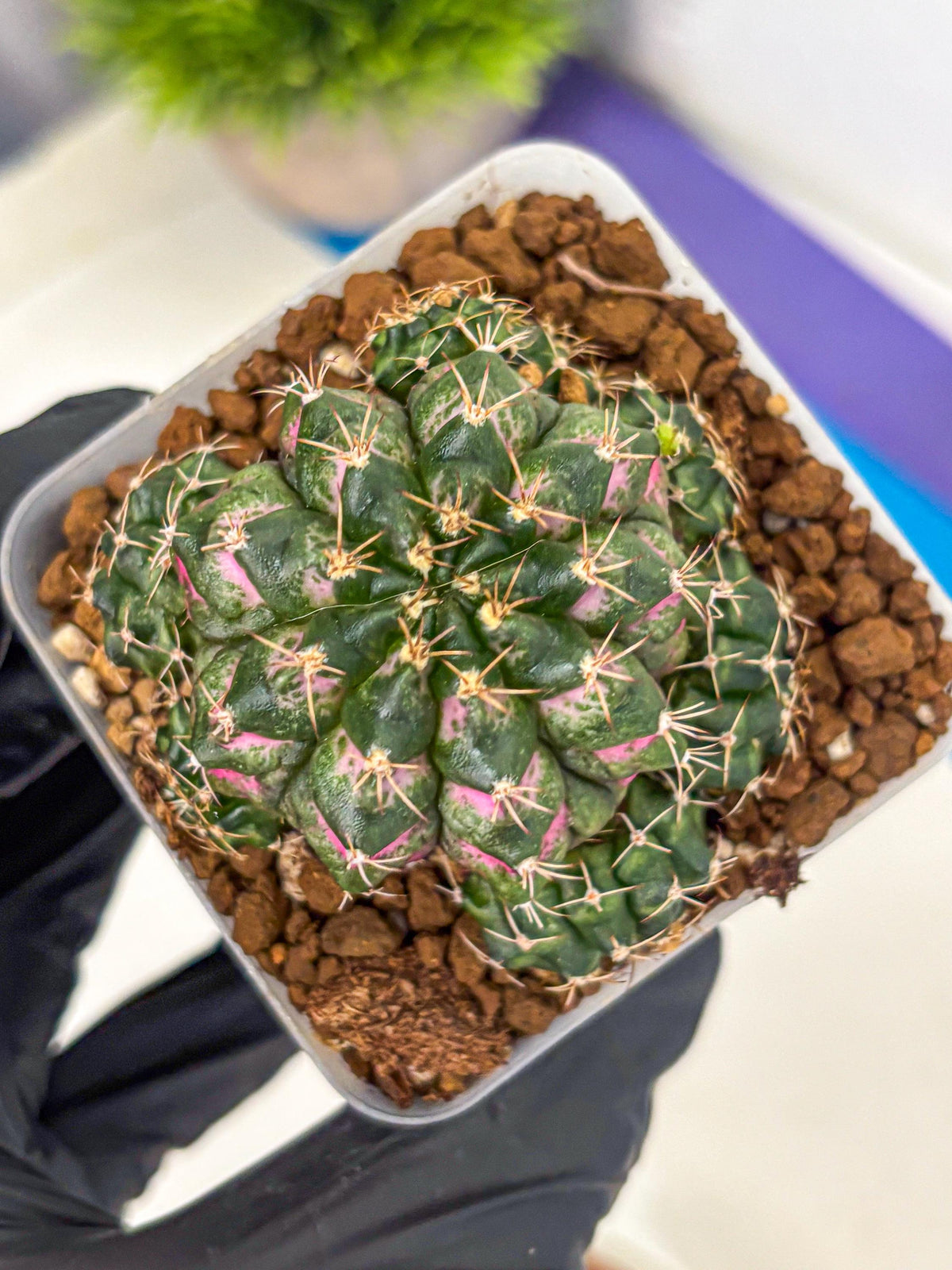 Gymnocalycium Larissa (gy18) (6) | Collector’s Edition