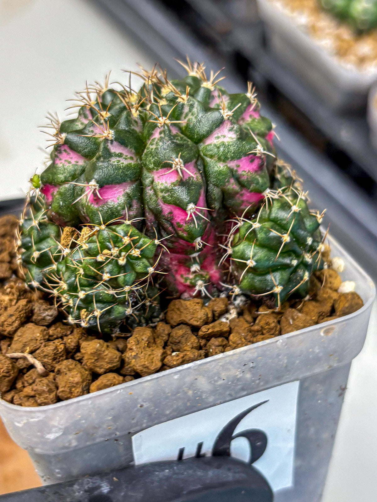 Gymnocalycium Larissa (gy18) (6) | Collector’s Edition