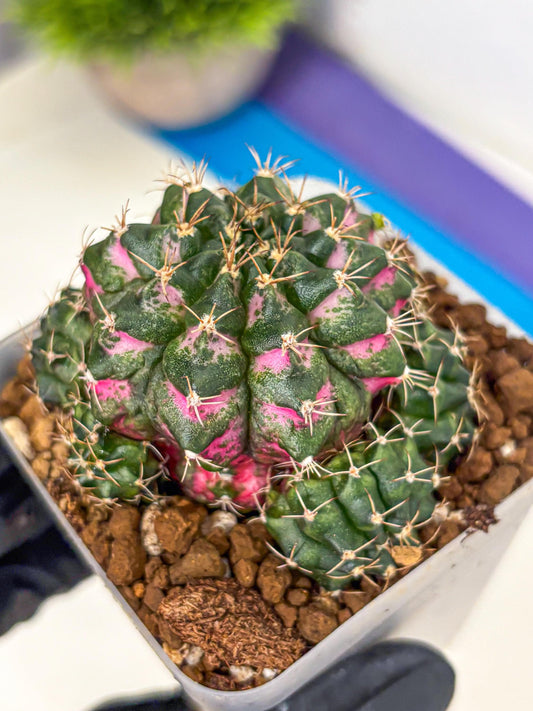 Gymnocalycium Larissa (gy18) (6) | Collector’s Edition