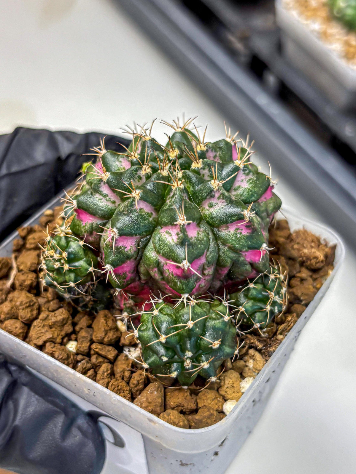 Gymnocalycium Larissa (gy18) (6) | Collector’s Edition