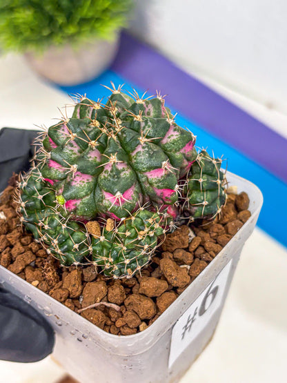 Gymnocalycium Larissa (gy18) (6) | Collector’s Edition