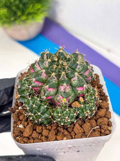 Gymnocalycium Larissa (gy18) (6) | Collector’s Edition