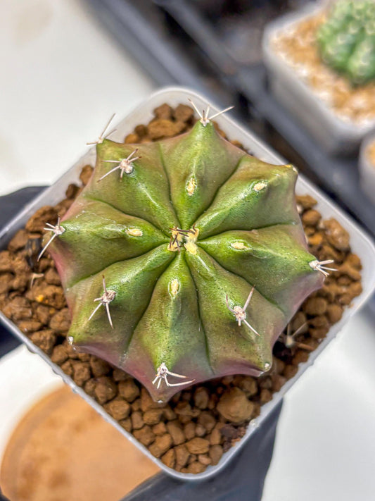 Gymnocalycium Siamese Grape (gy18) (8) | Collectable Plant