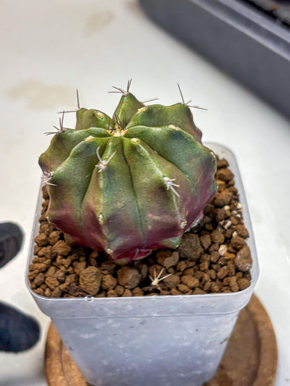 Gymnocalycium Siamese Grape (gy18) (8) | Collectable Plant