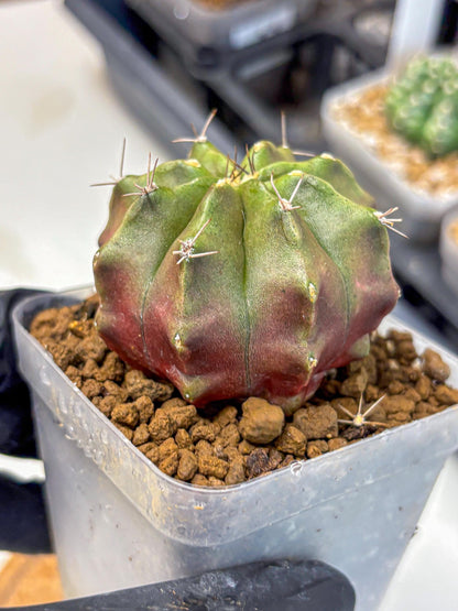 Gymnocalycium Siamese Grape (gy18) (8) | Collectable Plant