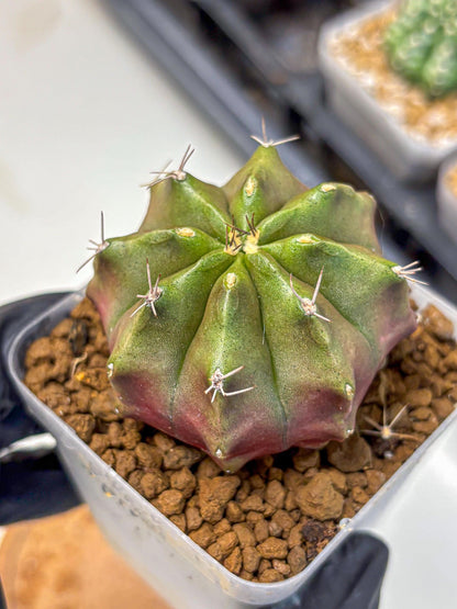 Gymnocalycium Siamese Grape (gy18) (8) | Collectable Plant