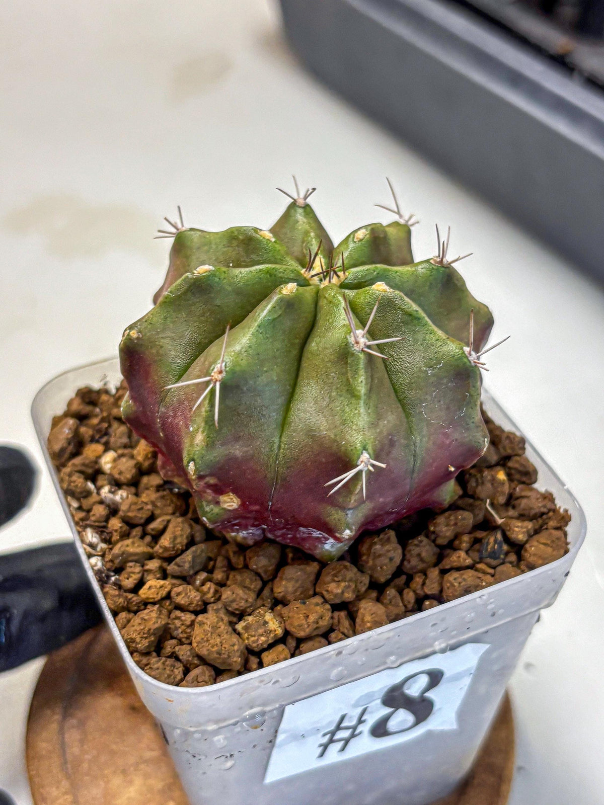 Gymnocalycium Siamese Grape (gy18) (8) | Collectable Plant