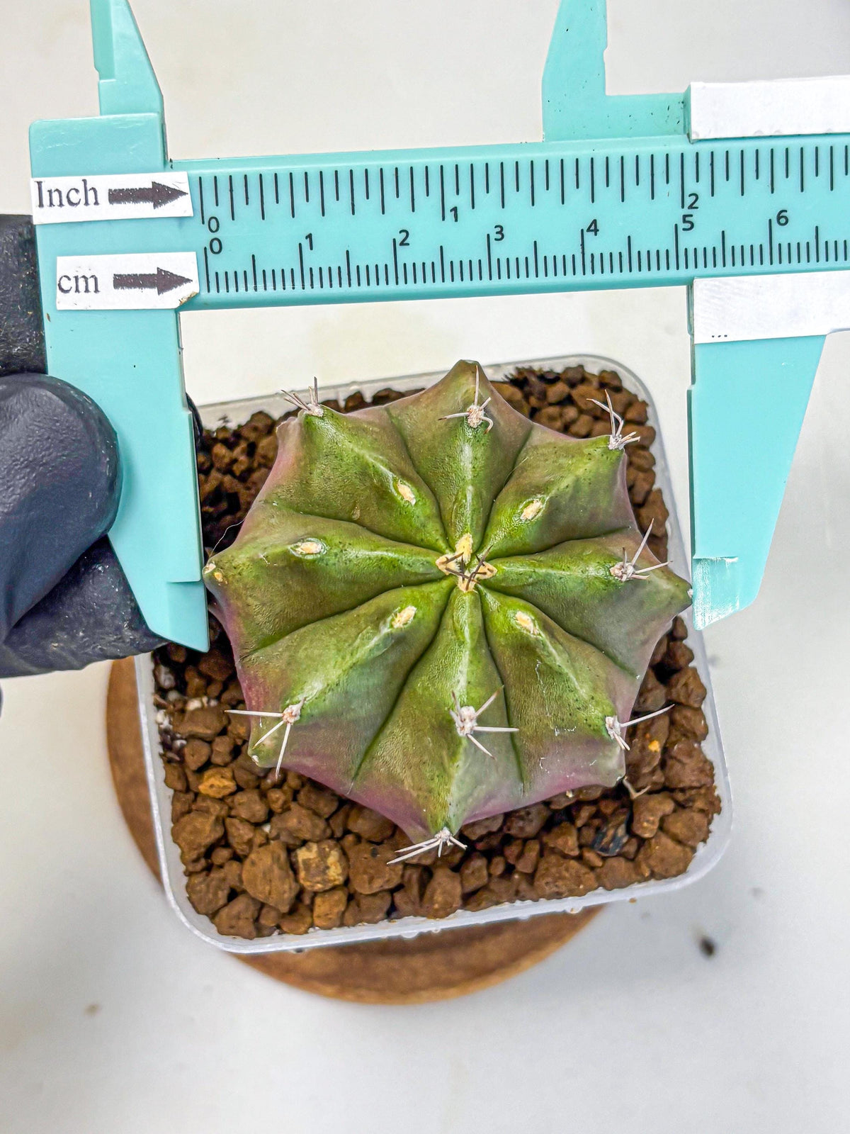 Gymnocalycium Siamese Grape (gy18) (8) | Collectable Plant