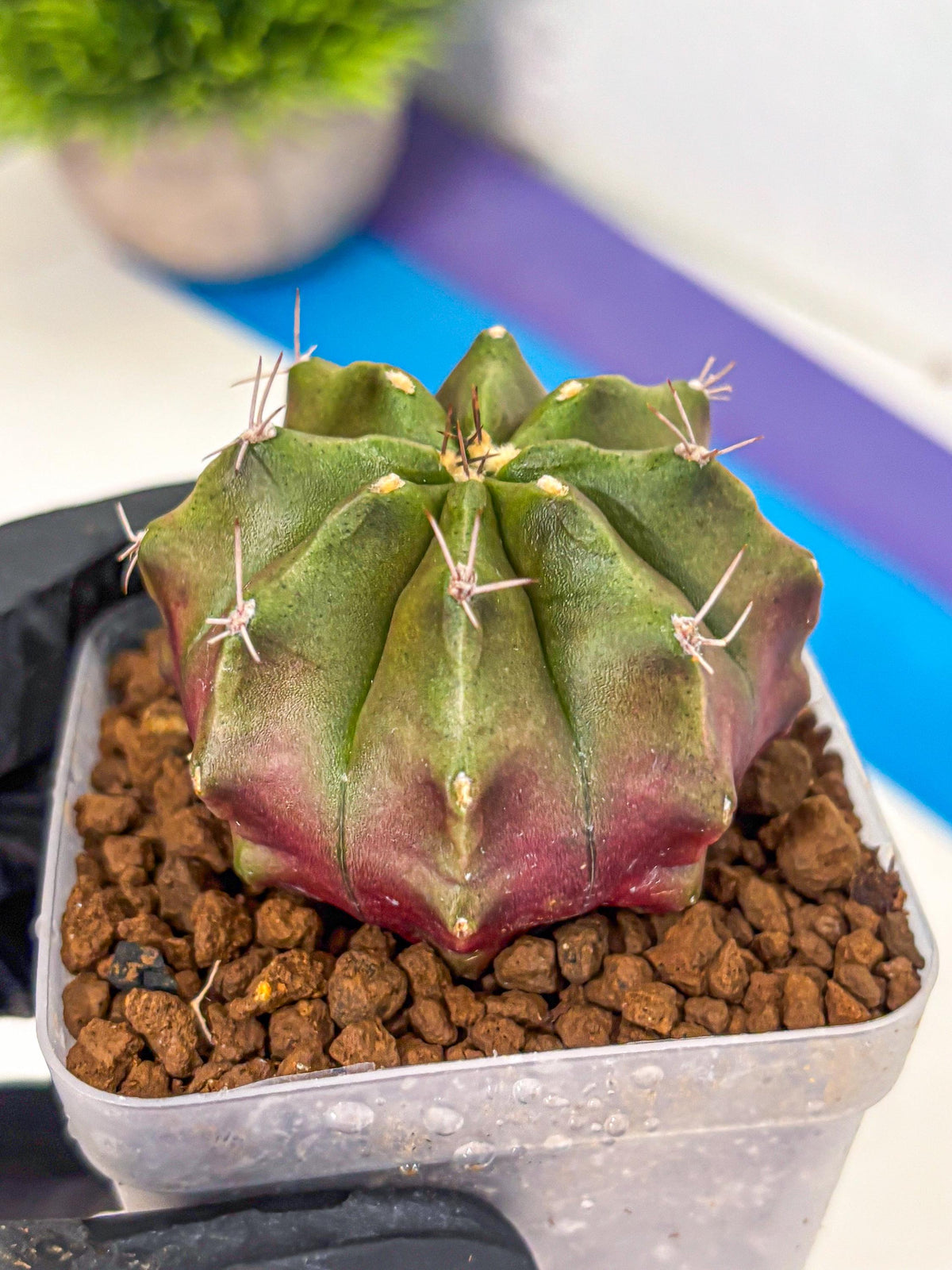 Gymnocalycium Siamese Grape (gy18) (8) | Collectable Plant