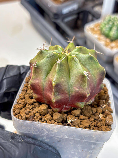 Gymnocalycium Siamese Grape (gy18) (8) | Collectable Plant