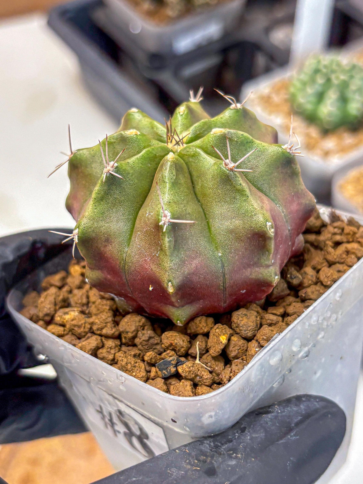 Gymnocalycium Siamese Grape (gy18) (8) | Collectable Plant