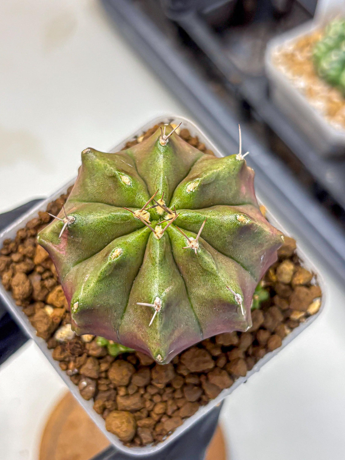 Gymnocalycium Siamese Grape (gy18) (9) | Collectable Plant