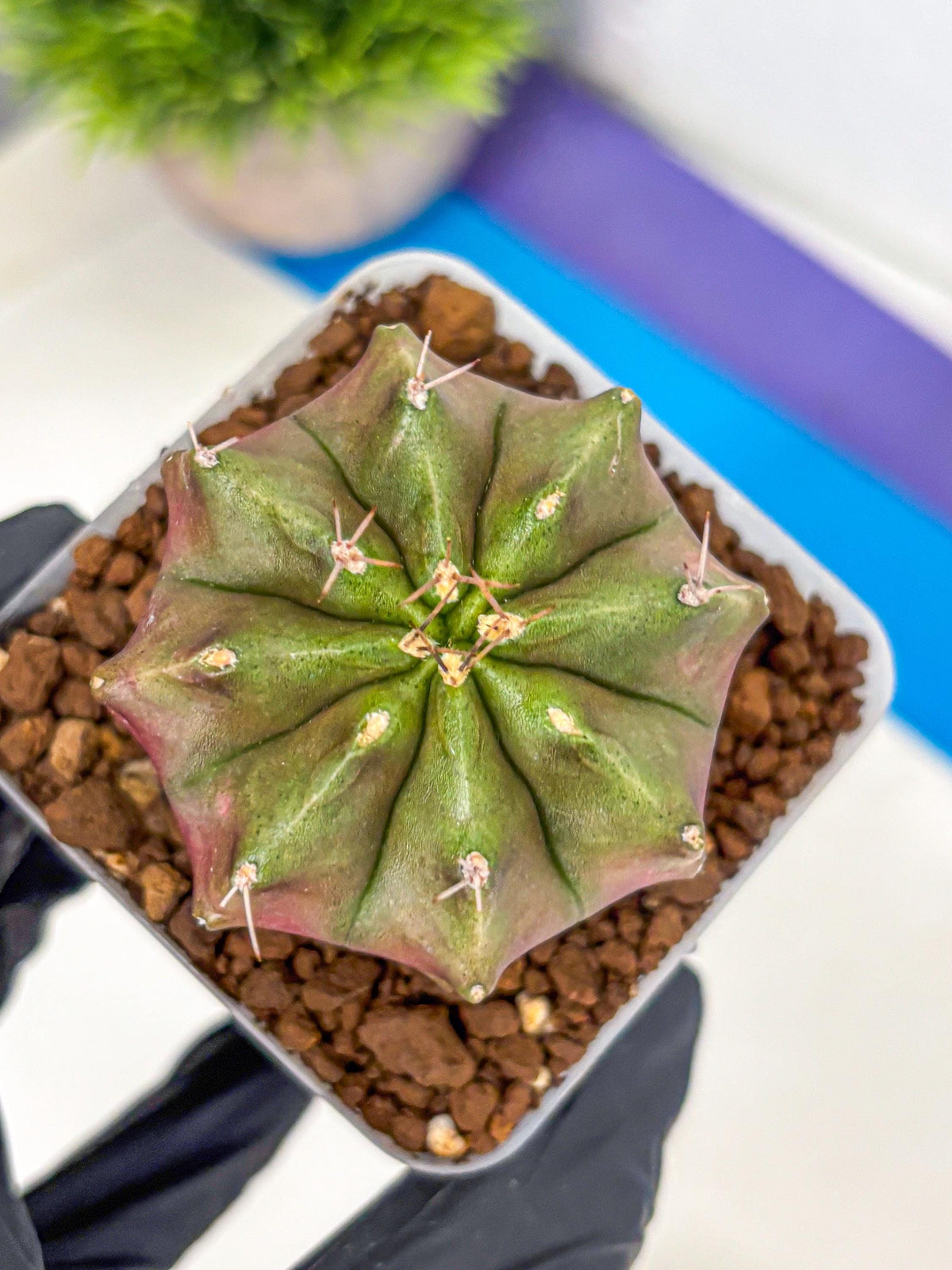Gymnocalycium Siamese Grape (gy18) (9) | Collectable Plant