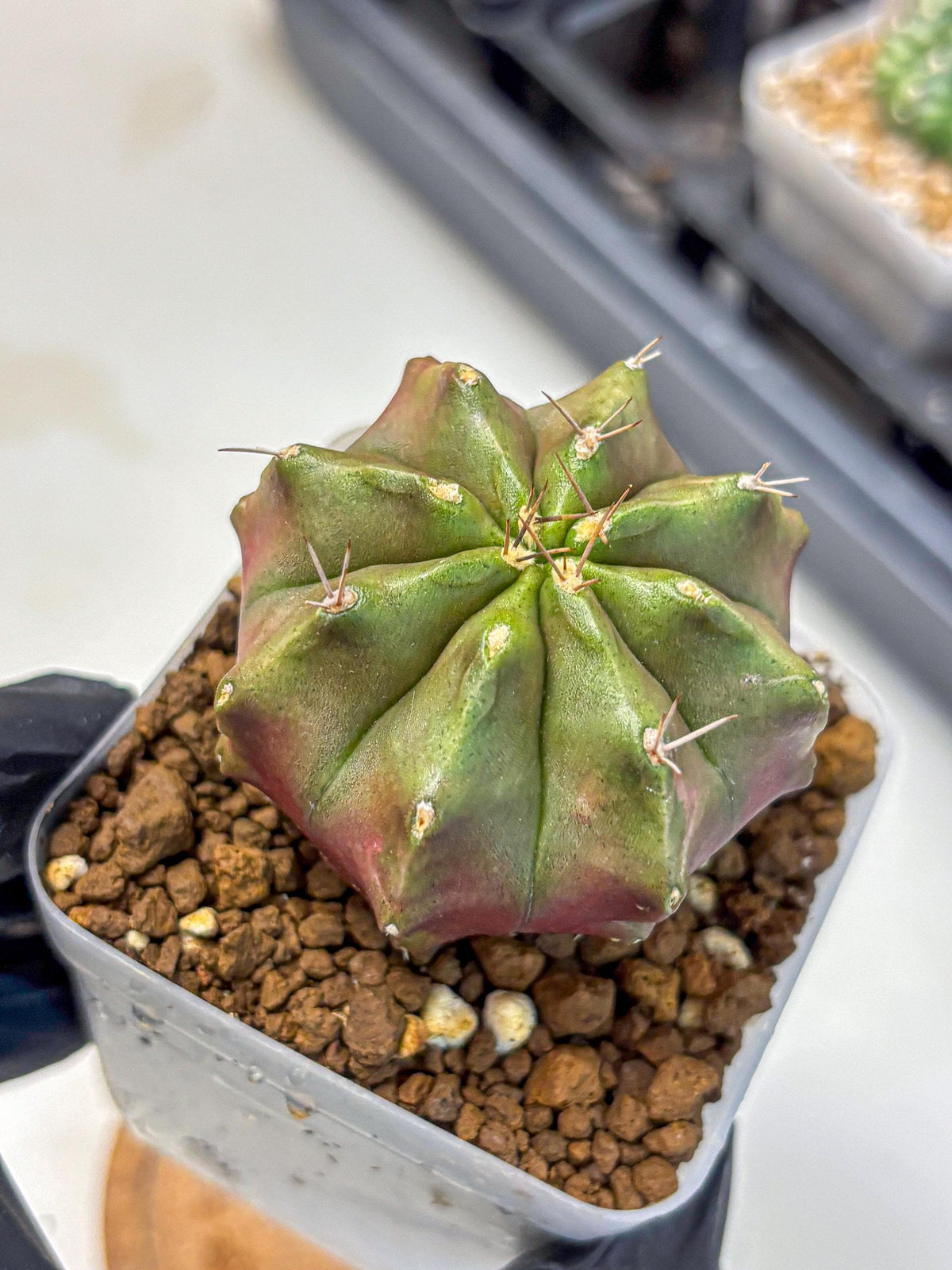 Gymnocalycium Siamese Grape (gy18) (9) | Collectable Plant