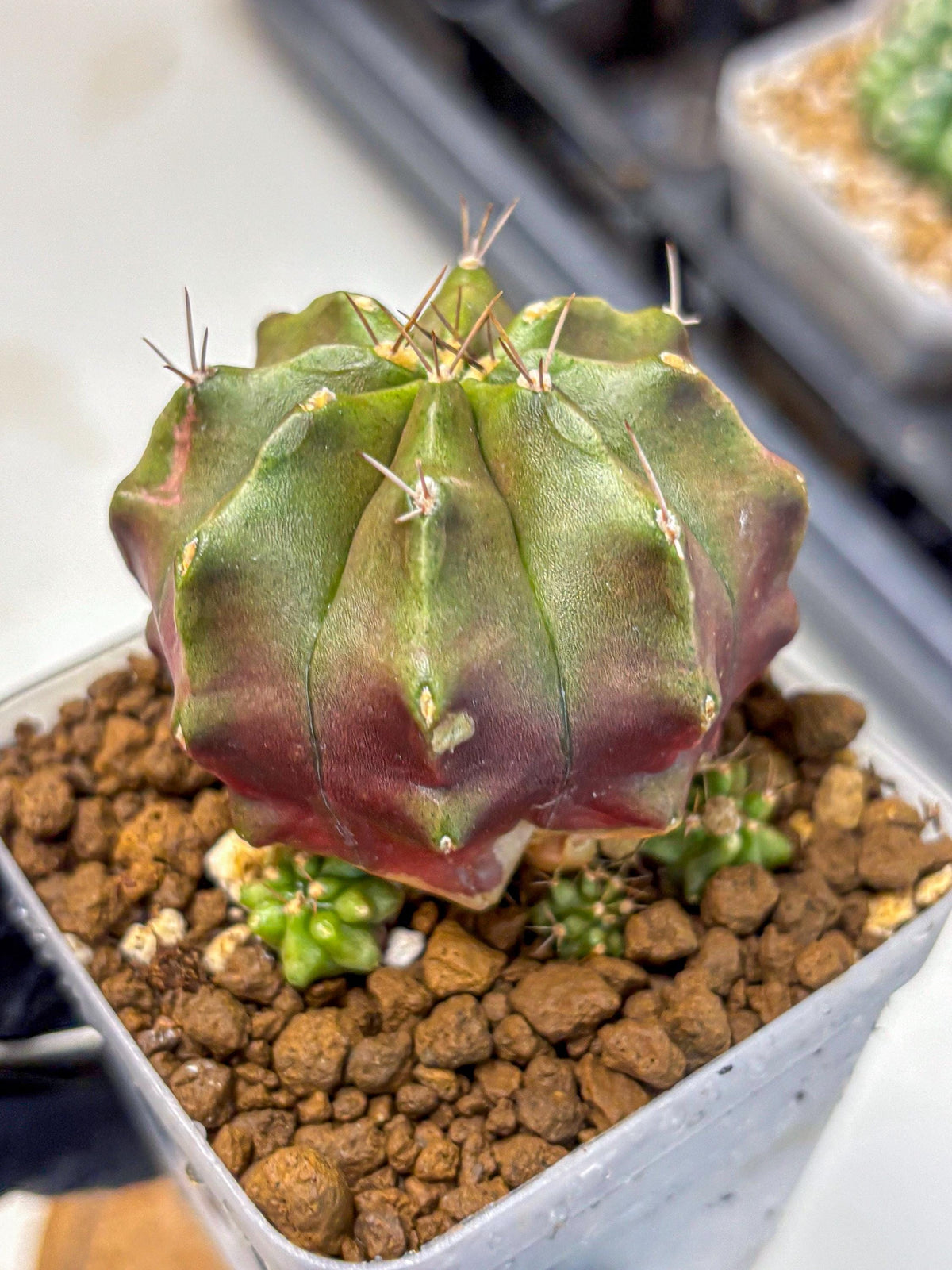 Gymnocalycium Siamese Grape (gy18) (9) | Collectable Plant