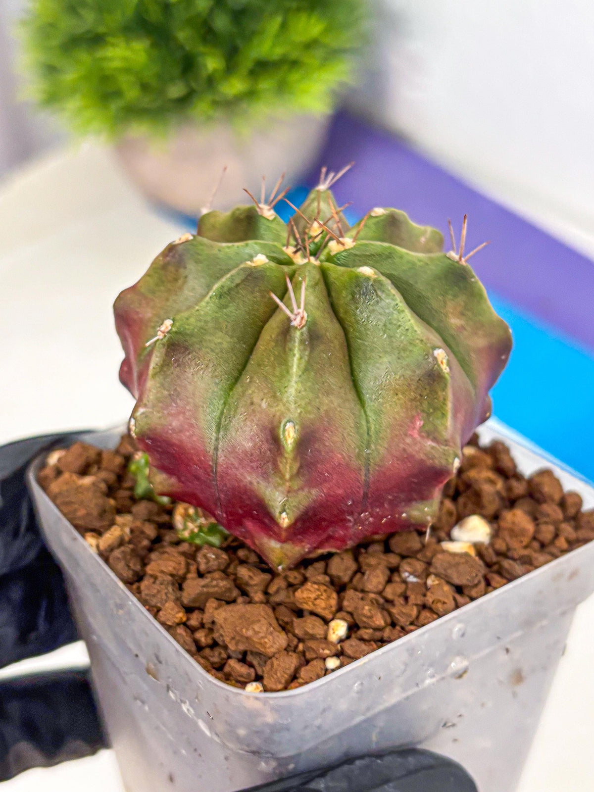 Gymnocalycium Siamese Grape (gy18) (9) | Collectable Plant