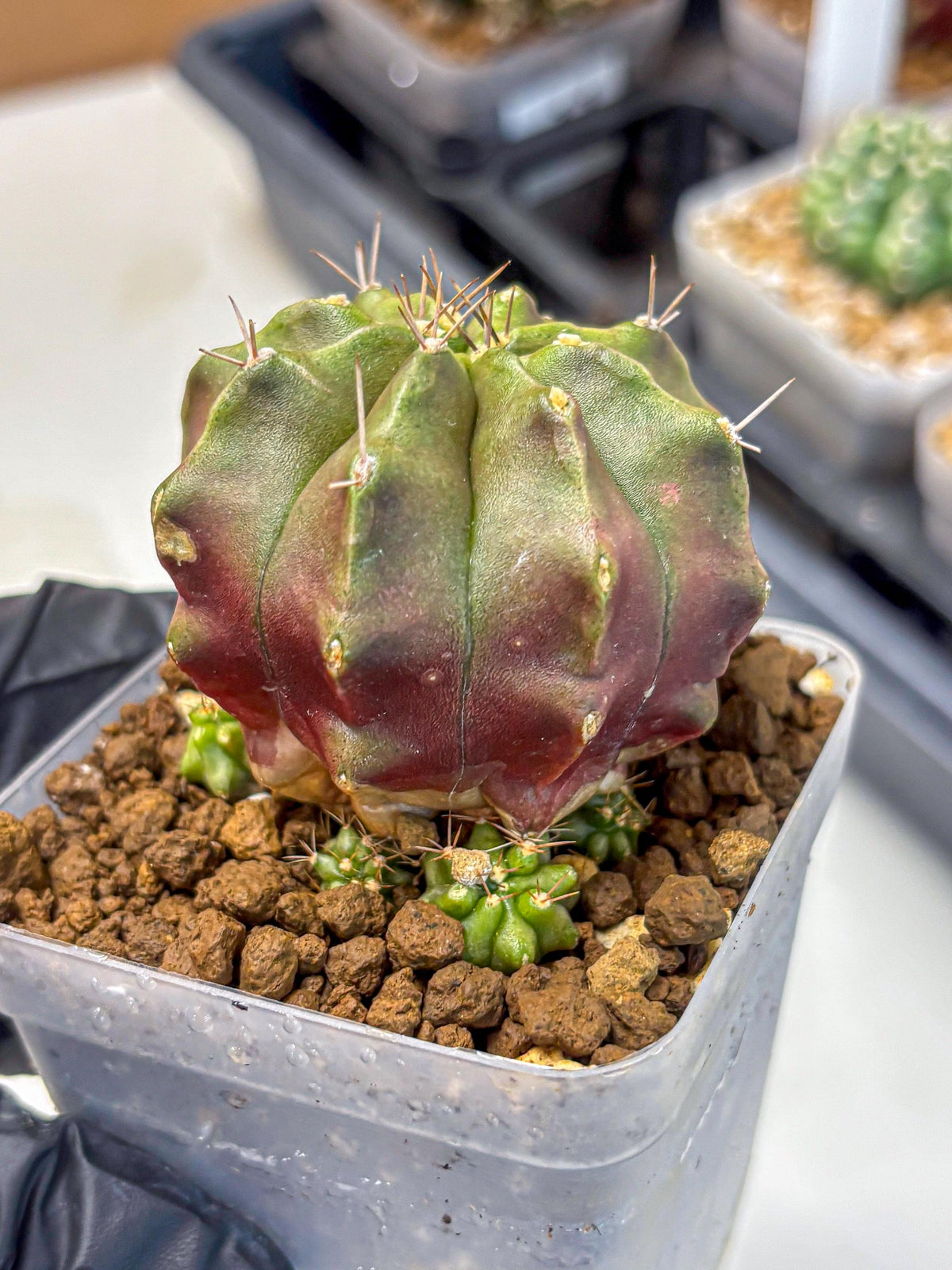 Gymnocalycium Siamese Grape (gy18) (9) | Collectable Plant