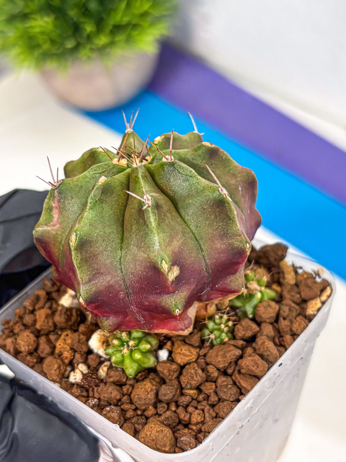 Gymnocalycium Siamese Grape (gy18) (9) | Collectable Plant