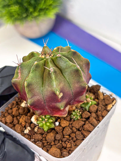 Gymnocalycium Siamese Grape (gy18) (9) | Collectable Plant