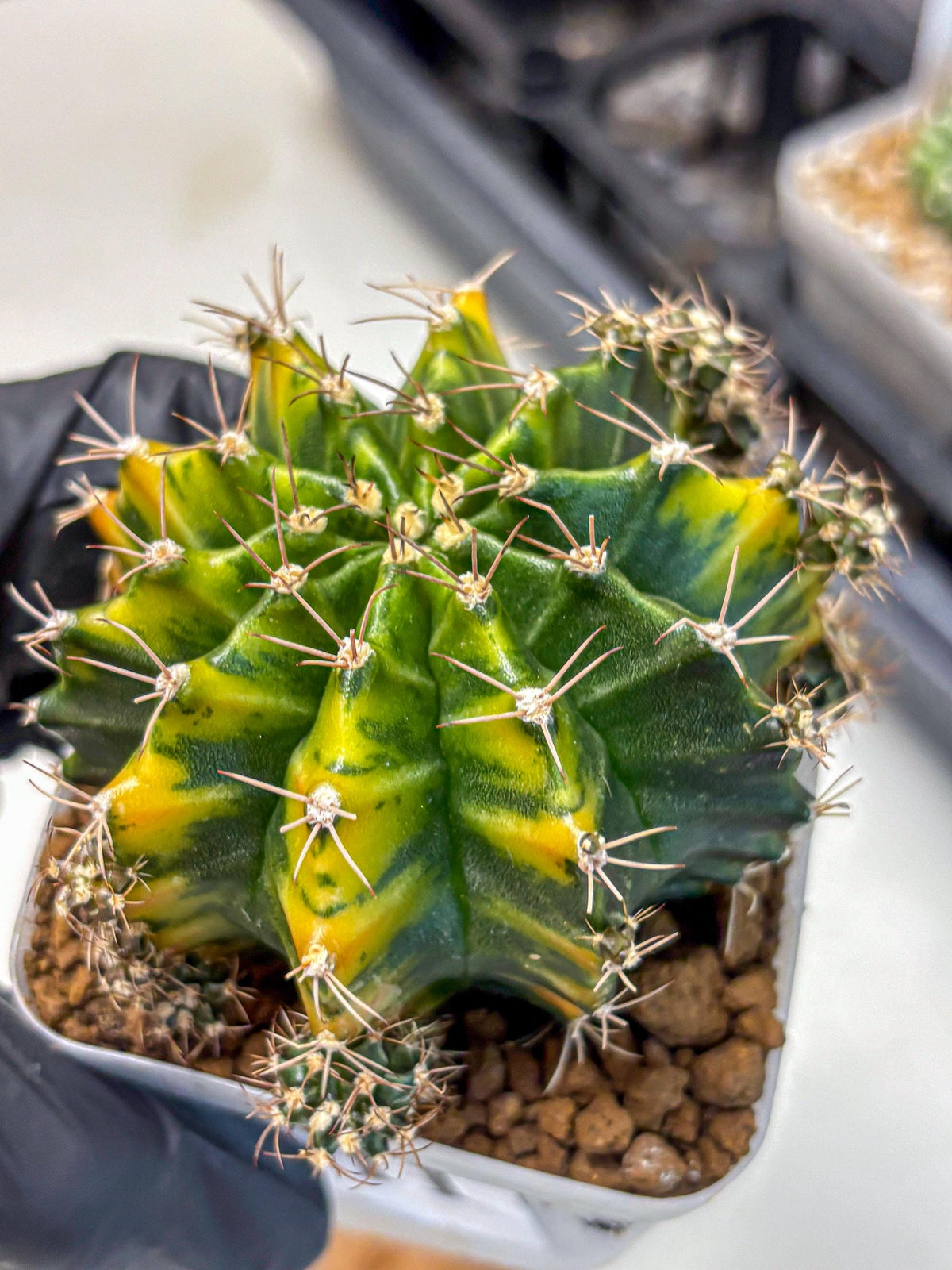 Gymnocalycium Caramel (gy18) (11) | Collector’s Edition
