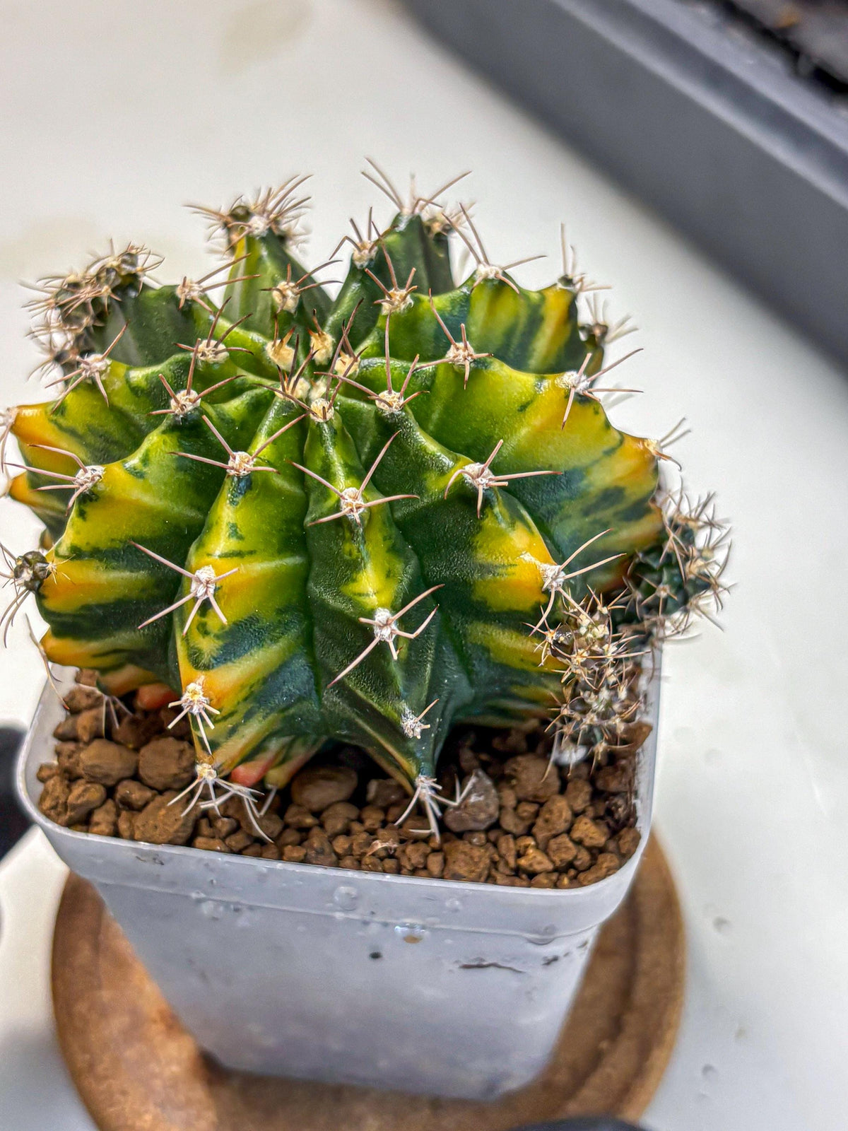 Gymnocalycium Caramel (gy18) (11) | Collector’s Edition