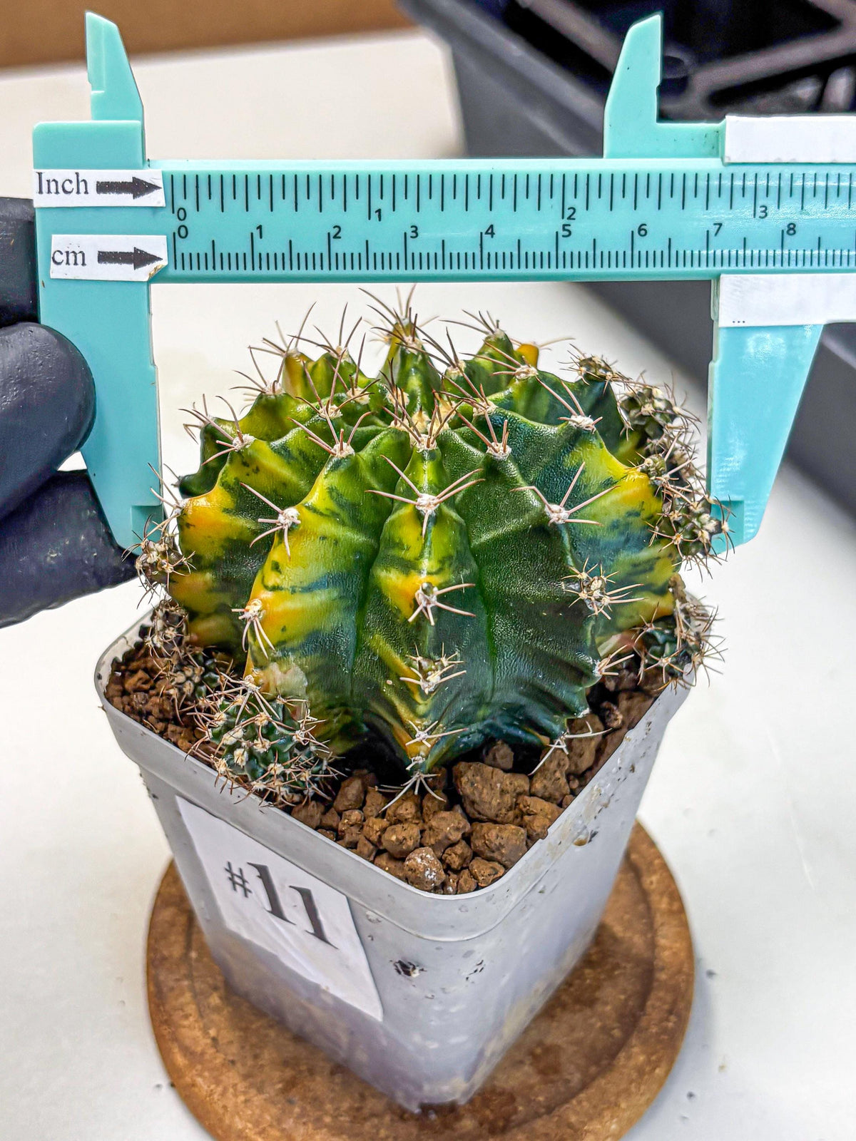 Gymnocalycium Caramel (gy18) (11) | Collector’s Edition