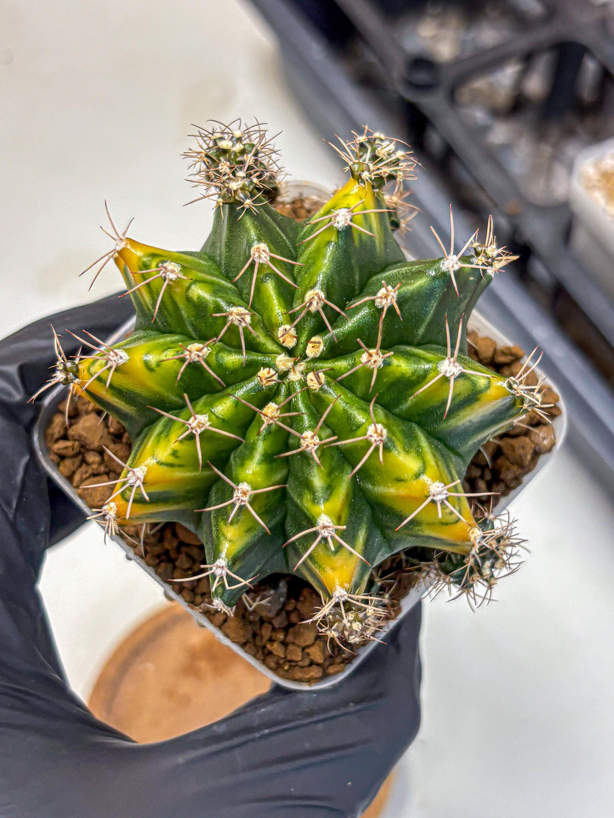 Gymnocalycium Caramel (gy18) (11) | Collector’s Edition