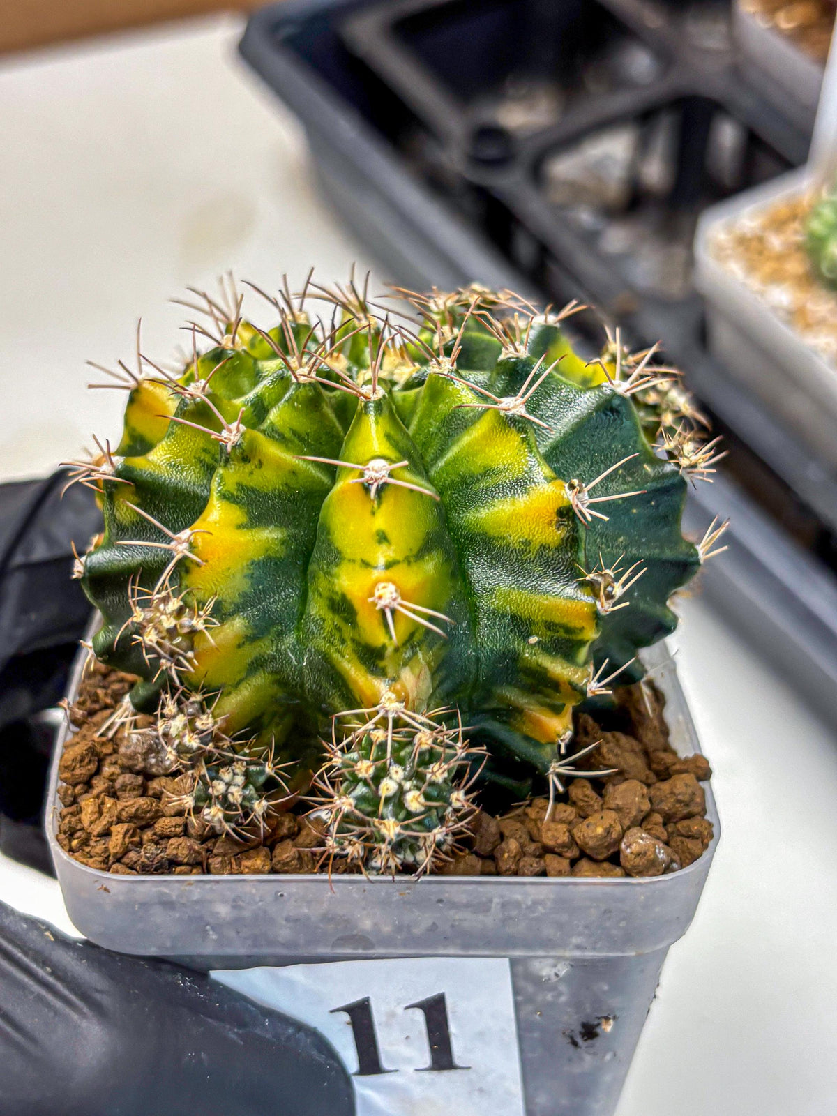 Gymnocalycium Caramel (gy18) (11) | Collector’s Edition