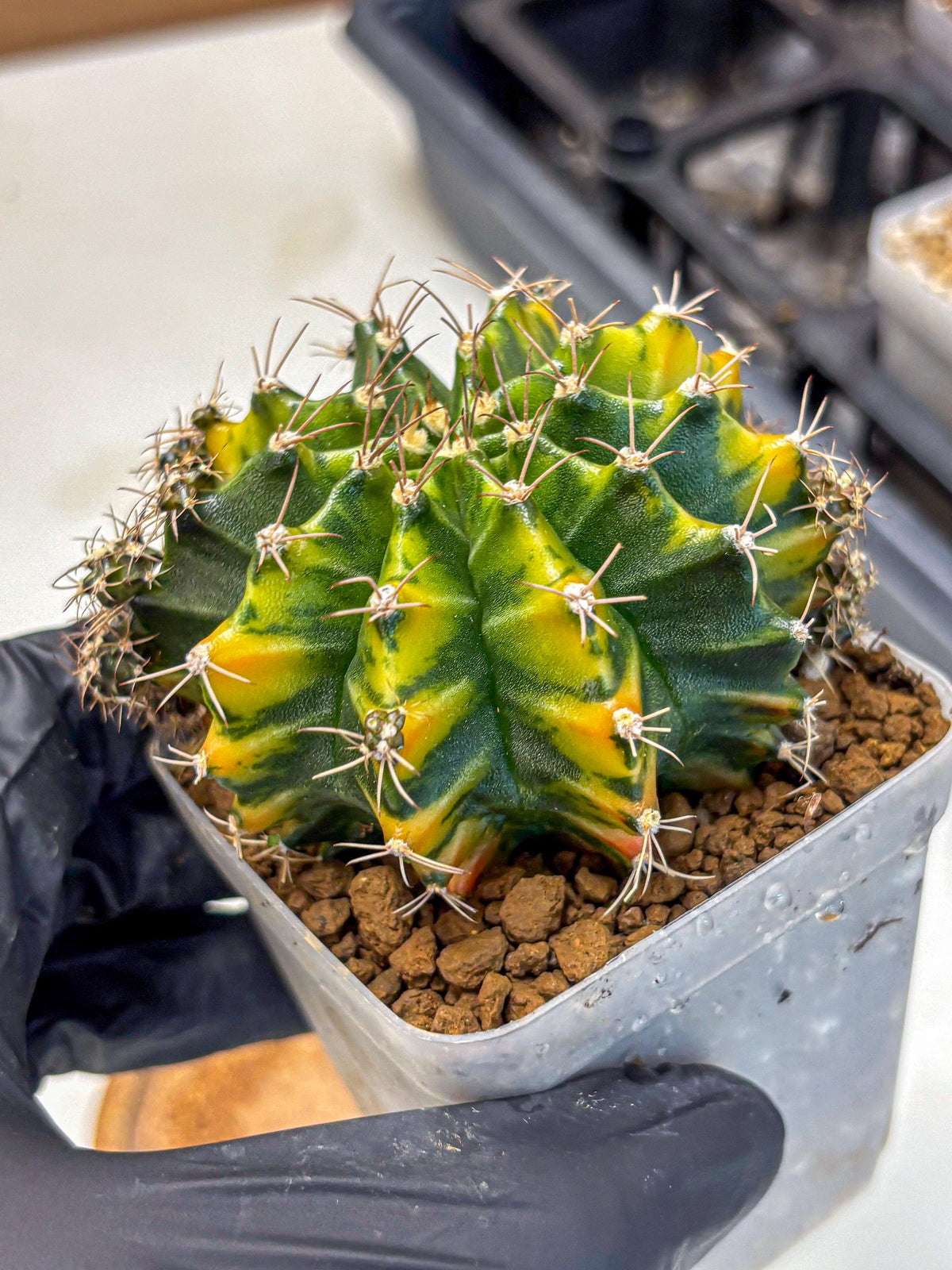 Gymnocalycium Caramel (gy18) (11) | Collector’s Edition